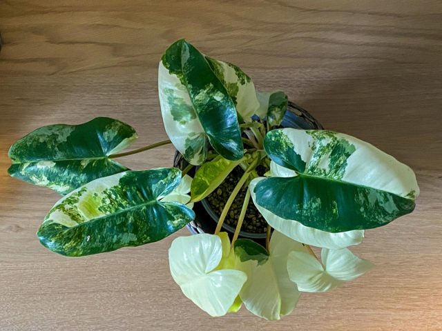 Филодендрон «Бурле Маркс Вариегата» (Philodendron 'Burle Marx Variegata')