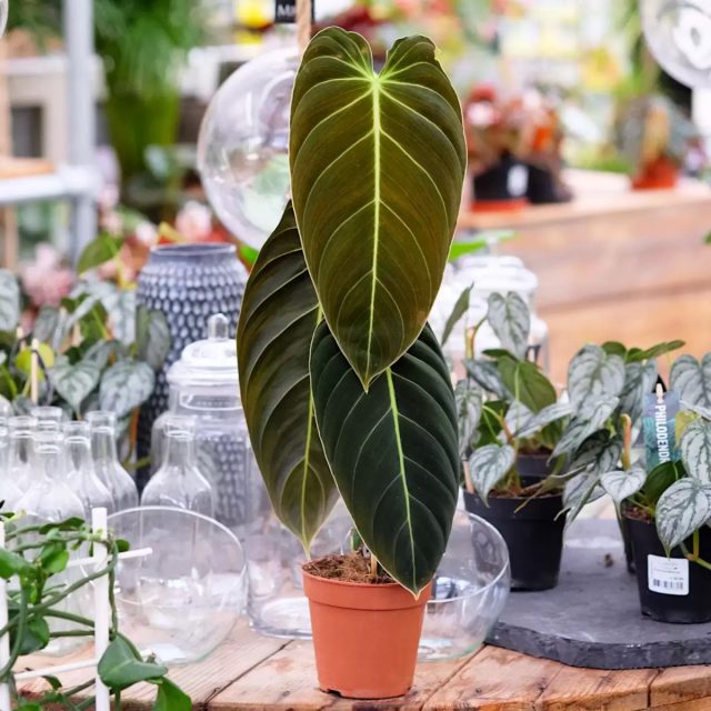 Филодендрон золотисто-черный