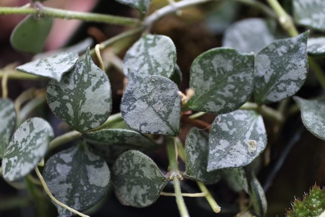 Хойя куртиси