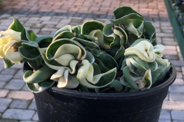 Хойя «Компакта Вариегата» (Hoya carnosa 'Compacta Variegata')