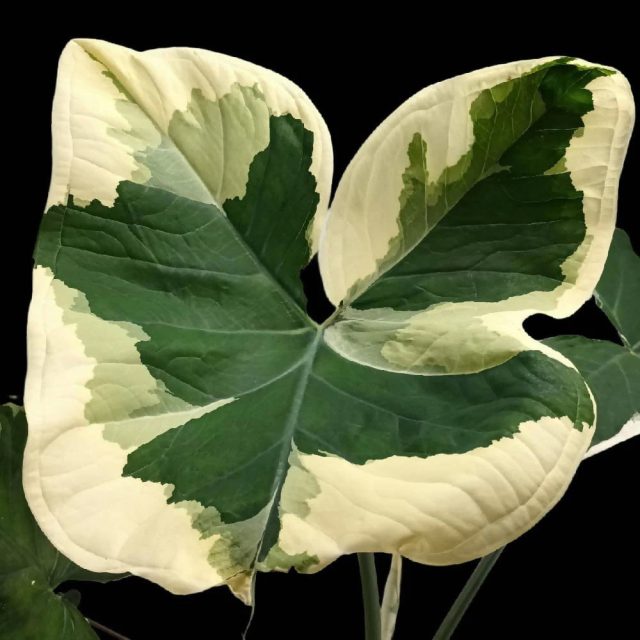 Алоказия альбомаргината «Микки Маус» (Alocasia albomarginata 'Mickey Mouse')