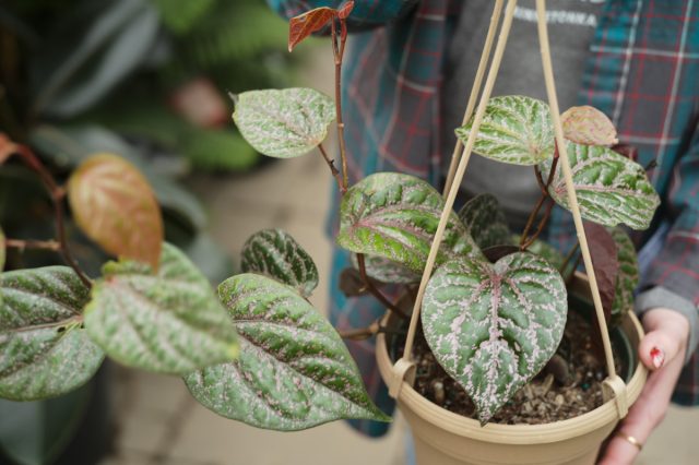 Перец крокатум