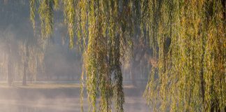 Грация плакучего сада: подбираем плакучие деревья на любой вкус