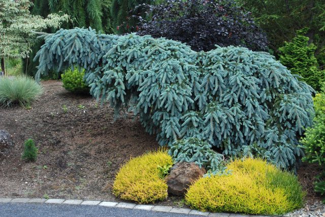 Ель колючая ф. сизая «Глаука Пендула» ('Glauca Pendula') Ель колючая ф. сизая «Глаука Пендула» ('Glauca Pendula')