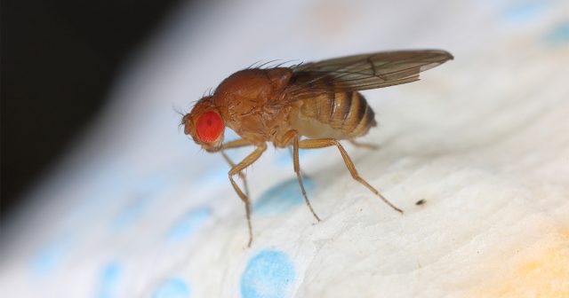 В домашних условиях у дрозофил практически безвредны и взрослые насекомые, и личинки