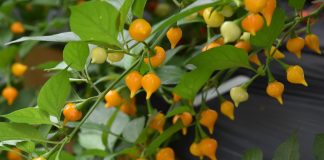 Какие растения украшают мой сад в ноябре — 15 вариантов для конца осени - Деревья Какие растения украшают мой сад в ноябре — 15 вариантов для конца осени