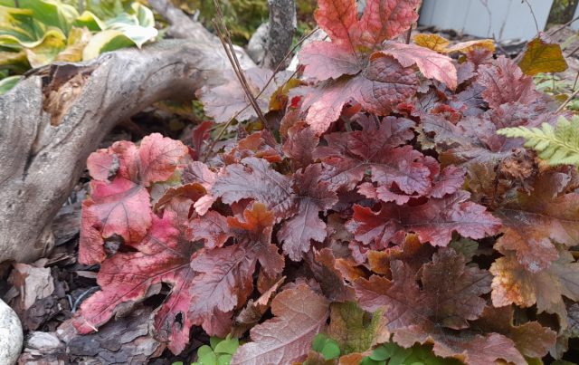 Мою любимую гейхеру «Пич Фламбе» (Heuchera 'Peach Flambe') осенью просто не узнать, такие нарядные у нее становятся листья. Мою любимую гейхеру «Пич Фламбе» (Heuchera 'Peach Flambe') осенью просто не узнать, такие нарядные у нее становятся листья