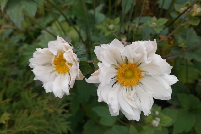 Один из моих любимых сортов анемоны японской «Вирлвинд» (Anemone x hybrida 'Whirlwind') Один из моих любимых сортов анемоны японской «Вирлвинд» (Anemone x hybrida 'Whirlwind')