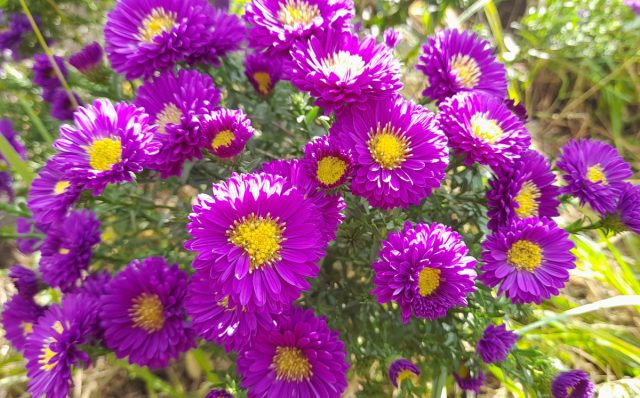 Кустики у «Перпл Дом» (Aster novae-angliae 'Purple Dome') плотные пышные и имеют полушаровидную форму Кустики у «Перпл Дом» (Aster novae-angliae 'Purple Dome') плотные пышные и имеют полушаровидную форму