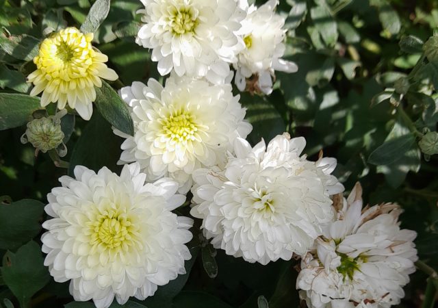Цветки хризантемы «Панда» (Chrysanthemum coreanica 'Panda') имеют белоснежные густо-махровые корзинки и желтоватую серединку Цветки хризантемы «Панда» (Chrysanthemum coreanica 'Panda') имеют белоснежные густо-махровые корзинки и желтоватую серединку