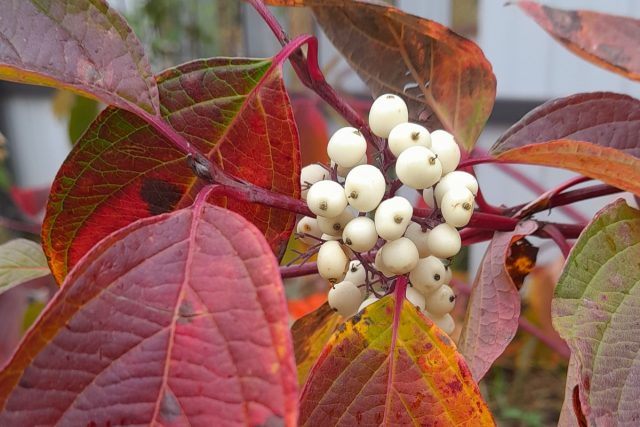 Дерен белый «Кессельринги» (Cornus alba 'Kesselringii') примечателен благодаря гроздям ярко-белых плодов Дерен белый «Кессельринги» (Cornus alba 'Kesselringii') примечателен благодаря гроздям ярко-белых плодов