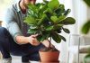 Комнатное фиговое дерево — 10 фактов о выращивании фикуса лираты