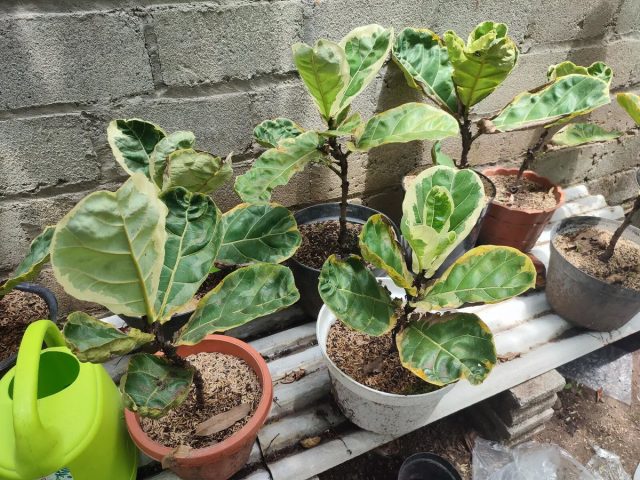 Пестролистная форма - фикус лировидный «Вариегата» (Ficus lyrata 'Variegata') Пестролистная форма - фикус лировидный «Вариегата» (Ficus lyrata 'Variegata')