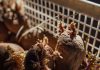 Можно ли класть картофель в компост — правила переработки старых клубней