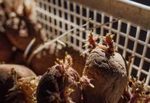 Можно ли класть картофель в компост — правила переработки старых клубней