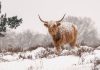 Нужно ли выгуливать коров и коз зимой?