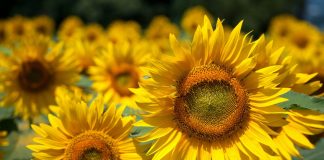 Почему подсолнухи “следят” за Солнцем? Ответ оказался сложнее, чем мы предполагали.