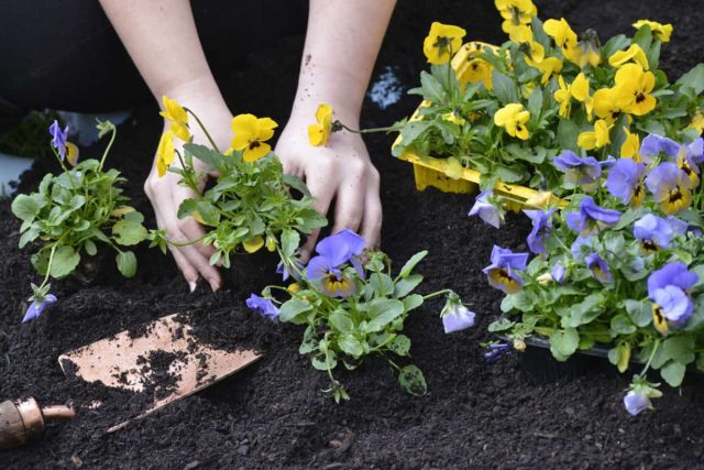 Саженцы деревьев и кустарников, а также деленки многолетних растений также стоят очень недешево, а потребуется их очень много