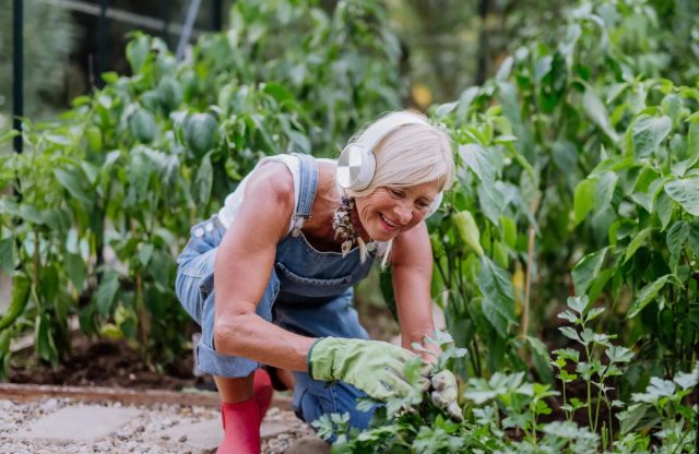 Регулярные работы в саду, особенно если не знать как правильно наклоняться и поднимать тяжести, вызывают напряжение в спине и суставах