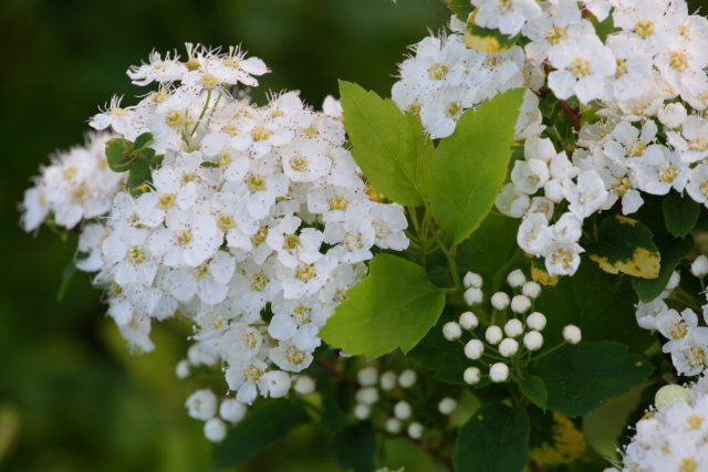 Спирея дубравколистная (Spiraea chamaedryfolia) Спирея дубравколистная (Spiraea chamaedryfolia)