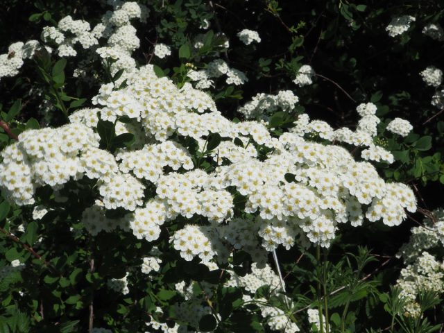 Спирея ниппонская (Spiraea nipponica) Спирея ниппонская (Spiraea nipponica)