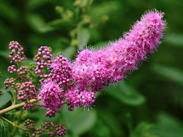 Спирея иволистная (Spiraea salicifolia) Спирея иволистная (Spiraea salicifolia)