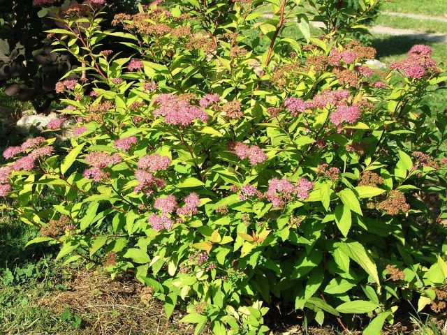 Спирея Бумальда (Spiraea x bumalda) Спирея Бумальда (Spiraea x bumalda)