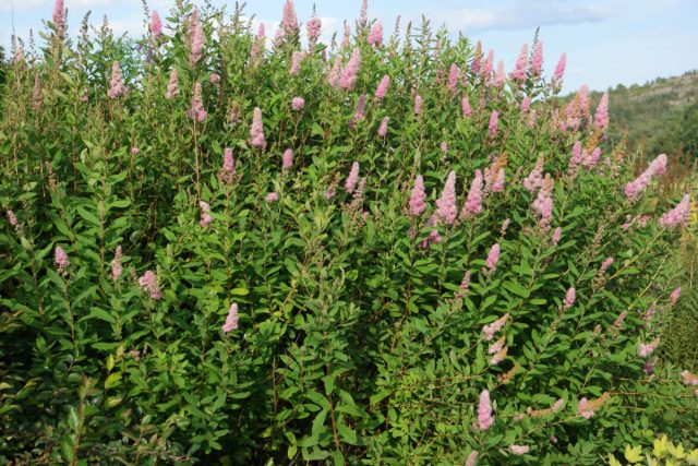 Спирея Билларда «Триумфанс» (Spiraea x billardii 'Triumphans') Спирея Билларда «Триумфанс» (Spiraea x billardii 'Triumphans')