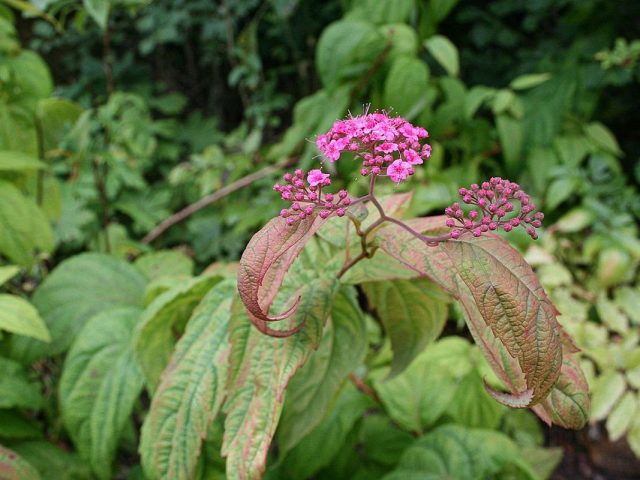 Спирея японская «Макрофилла» (Spiraea japonica 'Macrophylla') Спирея японская «Макрофилла» (Spiraea japonica 'Macrophylla')