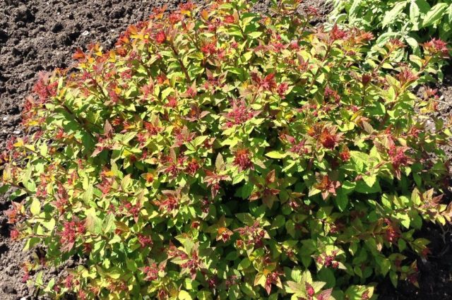 Спирея японская «Спарклинг Шампейн» (Spiraea japonica 'Sparkling Champagne') Спирея японская «Спарклинг Шампейн» (Spiraea japonica 'Sparkling Champagne')