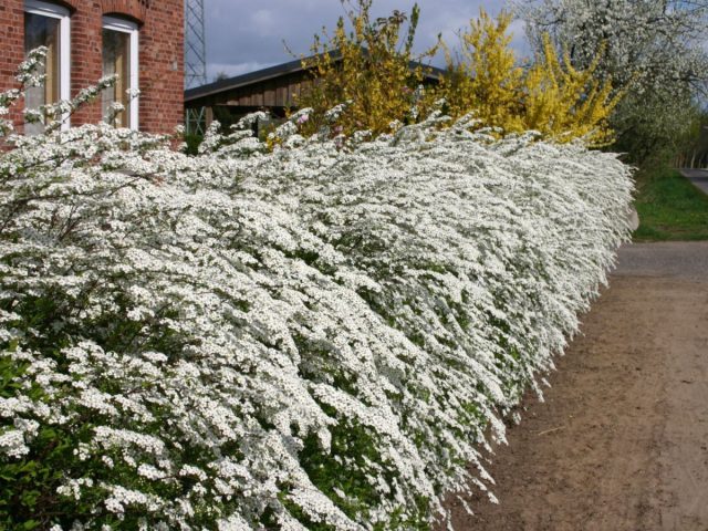 Спирея серая «Грефшейм» (Spiraéa ×cinérea 'Grefsheim') Спирея серая «Грефшейм» (Spiraéa ×cinérea 'Grefsheim')