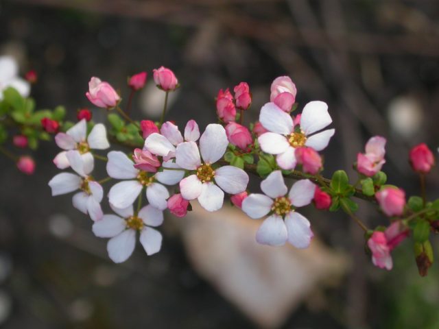 Спирея Тунберга «Фуджио Пинк» (Spiraea thunbergii 'Fujino Pink') Спирея Тунберга «Фуджио Пинк» (Spiraea thunbergii 'Fujino Pink')