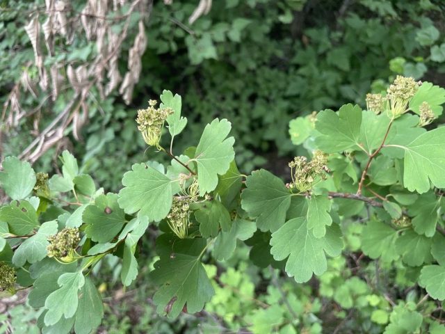Спирея трёхлопастная (Spiraea trilobata) Спирея трёхлопастная (Spiraea trilobata)