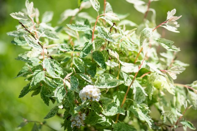 Спирея Вангутта «Пинк Айс» (Spiraea x vanhouttei 'Pink Ice') Спирея Вангутта «Пинк Айс» (Spiraea x vanhouttei 'Pink Ice')