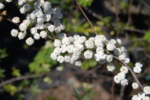 Спиреи сливолистная (Spiraea prunifolia) Спиреи сливолистная (Spiraea prunifolia)