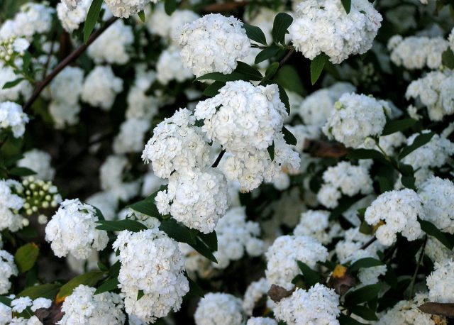 Спирея кантонская (Spiraea cantoniensis) Спирея кантонская (Spiraea cantoniensis)