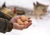 Птицеводство без потерь: как сохранить яйценоскость курицы зимой