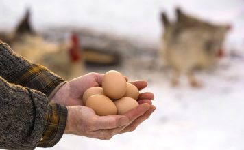 Птицеводство без потерь: как сохранить яйценоскость курицы зимой