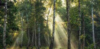 Растения активнее фотосинтезируют по выходным.