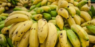 Самый популярный сорт банана может исчезнуть.