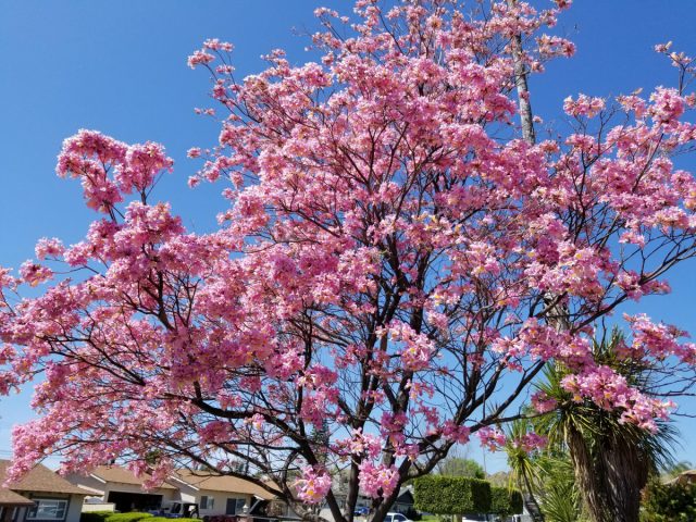 Табебуйя розовая (tabebuia impetiginosa) Табебуйя розовая (tabebuia impetiginosa)