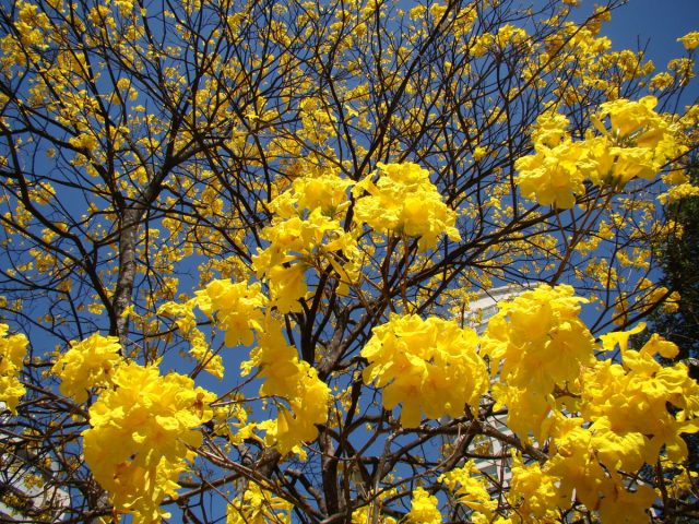 Табебуйя золотистая (tabebuia chrysotricha) Табебуйя золотистая (tabebuia chrysotricha)