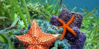 Ученые выяснили, где находится голова у морской звезды.