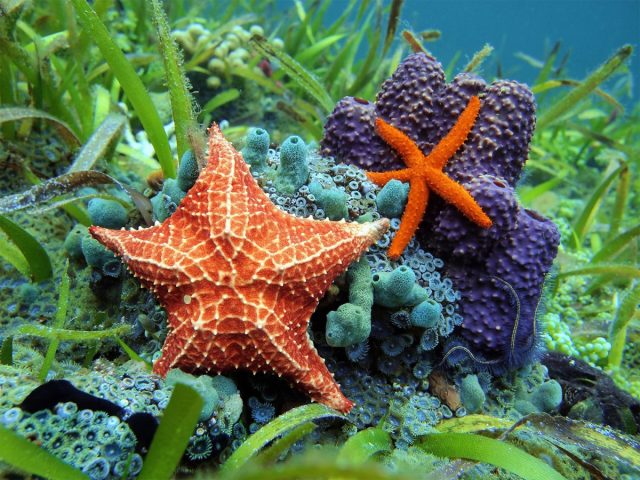 Ученые выяснили, где находится голова у морской звезды. 