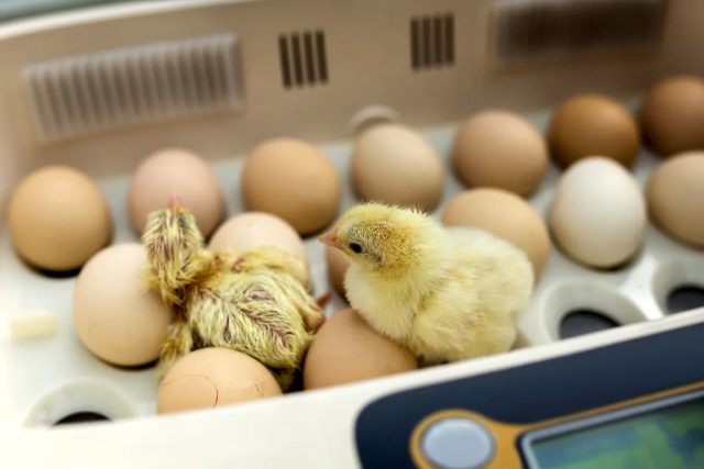 Выбираем идеальный инкубатор для яиц: 7 обязательных параметров