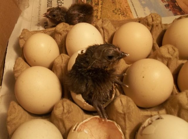 Во многих инкубаторах не продумана система безопасности для цыплят - они могут выползать через бортики лотков для яиц