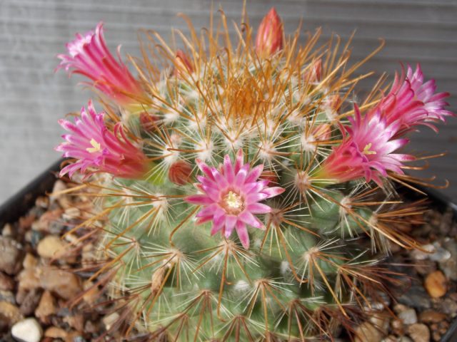 Популярный кактус маммилярия (Mammillaria) называют «сосчатым кактусом» Популярный кактус маммилярия (Mammillaria) называют «сосчатым кактусом»
