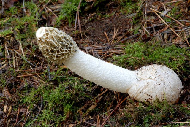 Научное имя гриба Phallus impudicus переводится как «бесстыдный мужской орган» Научное имя гриба Phallus impudicus переводится как «бесстыдный мужской орган»