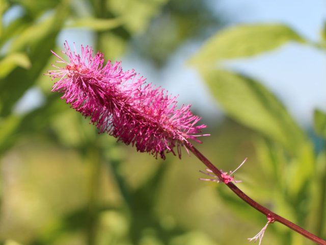 Кровохлебка тупая (Sanguisorba obtusa), она же кровохлебка туполистная Кровохлебка тупая (Sanguisorba obtusa), она же кровохлебка туполистная