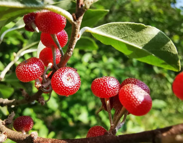 Самый популярный из растений-«глупцов» - лох (Elaeagnus) Самый популярный из растений-«глупцов» - лох (Elaeagnus)